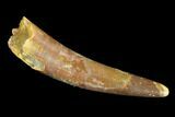 Pterosaur (Siroccopteryx) Tooth - Morocco #93166-1